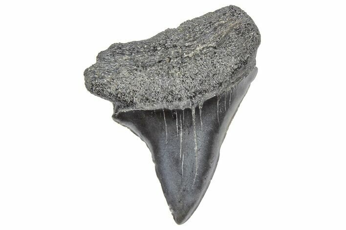 Fossil White Shark Tooth - South Carolina #364397